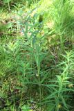 Polygonatum verticillatum