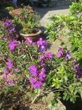 Tibouchina urvilleana