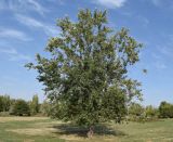 Populus alba. Взрослое дерево. Узбекистан, г. Ташкент, пос. Улугбек, санитарно-защитная зона. 22.08.2017.