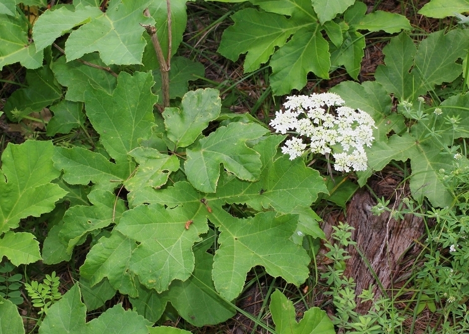 Image of Heracleum scabrum specimen.