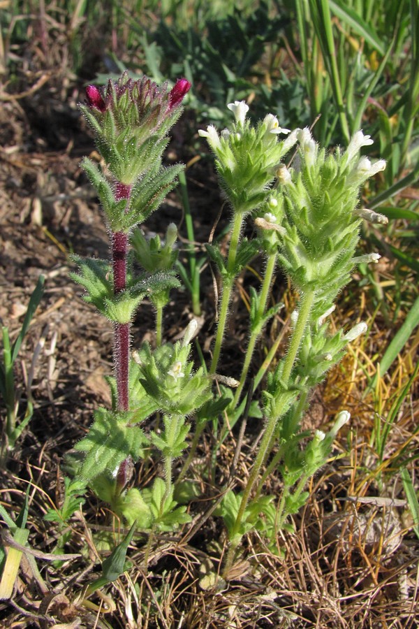 Image of Parentucellia latifolia specimen.
