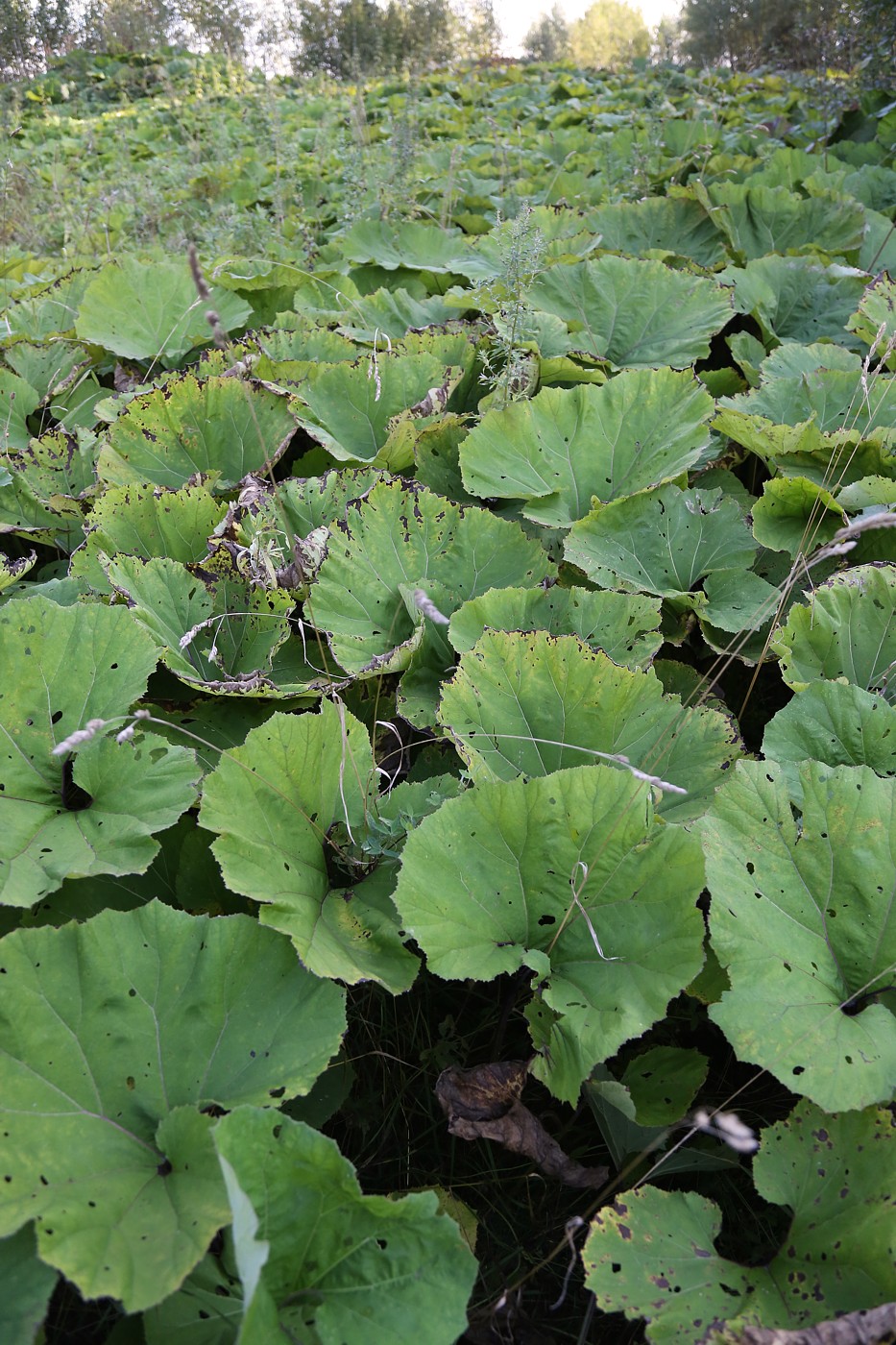 Изображение особи Petasites hybridus.