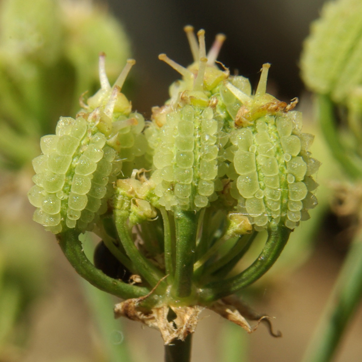 Image of Astrodaucus littoralis specimen.