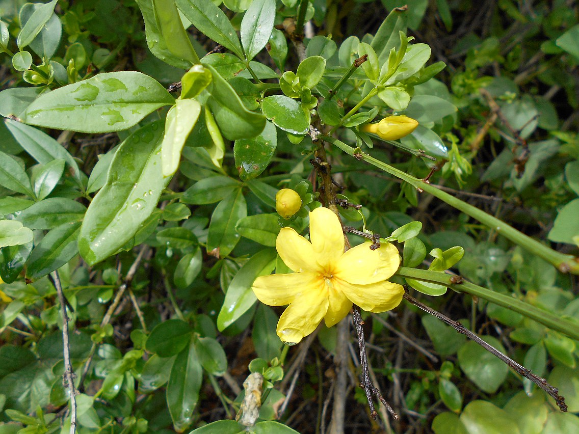 Изображение особи Jasminum mesnyi.