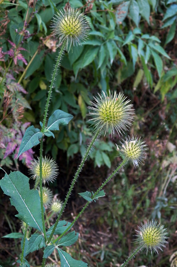 Image of Dipsacus strigosus specimen.