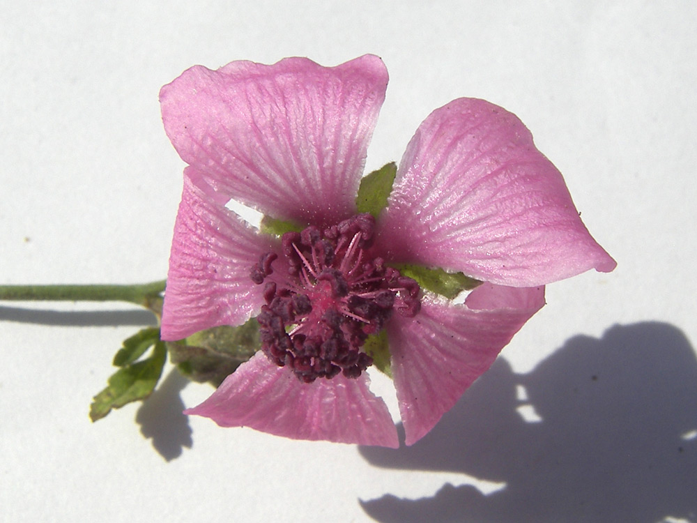 Изображение особи Althaea cannabina.