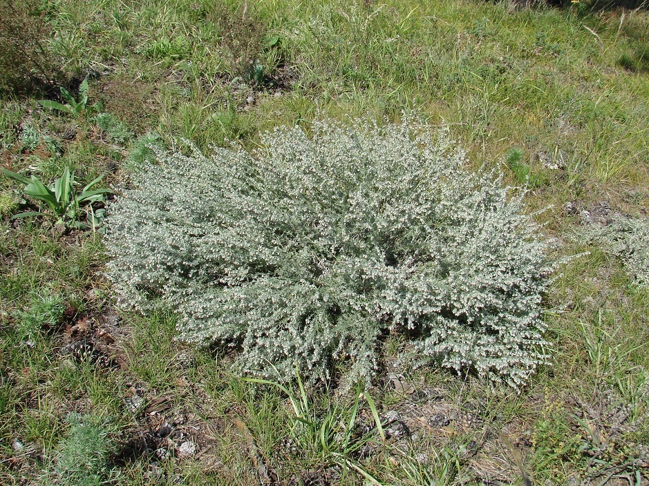 Image of Artemisia frigida specimen.