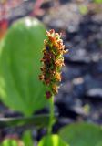 Plantago major. Соцветие. Камчатский край, Алеутский р-н, о-в Медный, гавань Преображенская, луг. 18.08.2017.