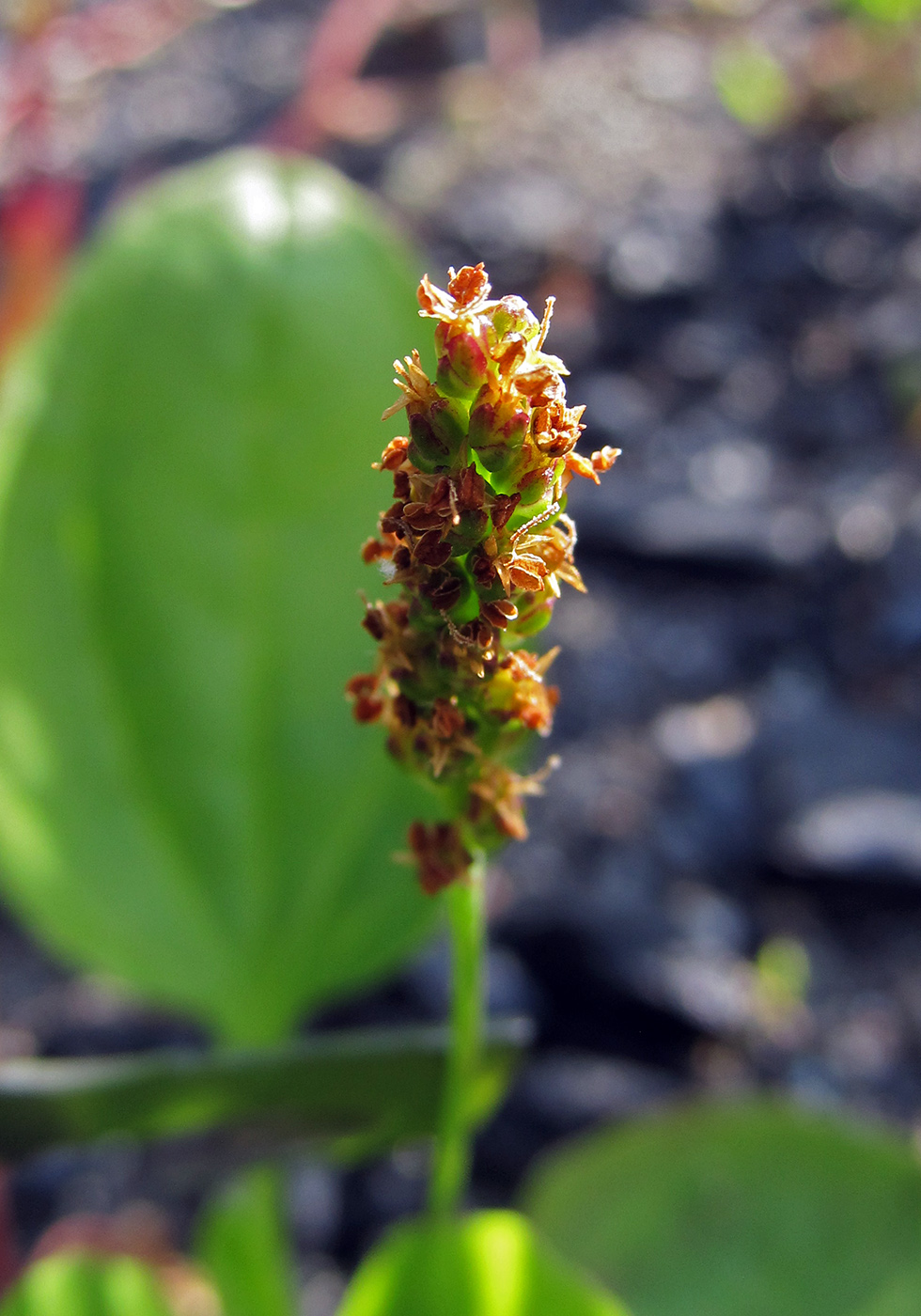 Изображение особи Plantago major.