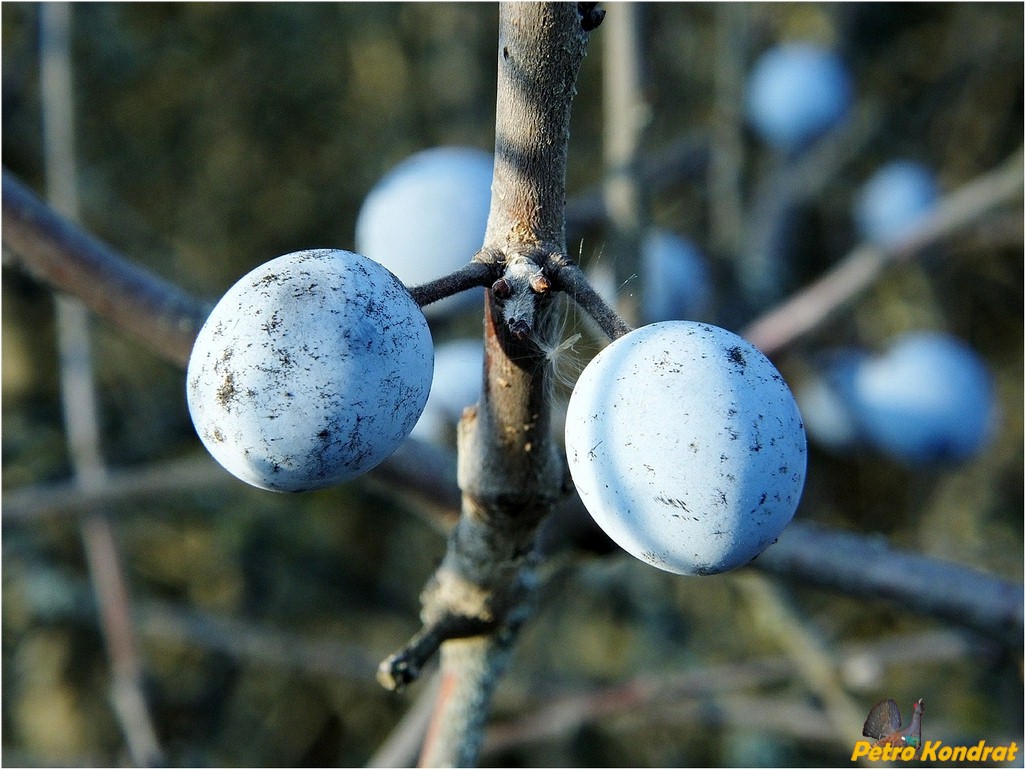 Image of Prunus stepposa specimen.