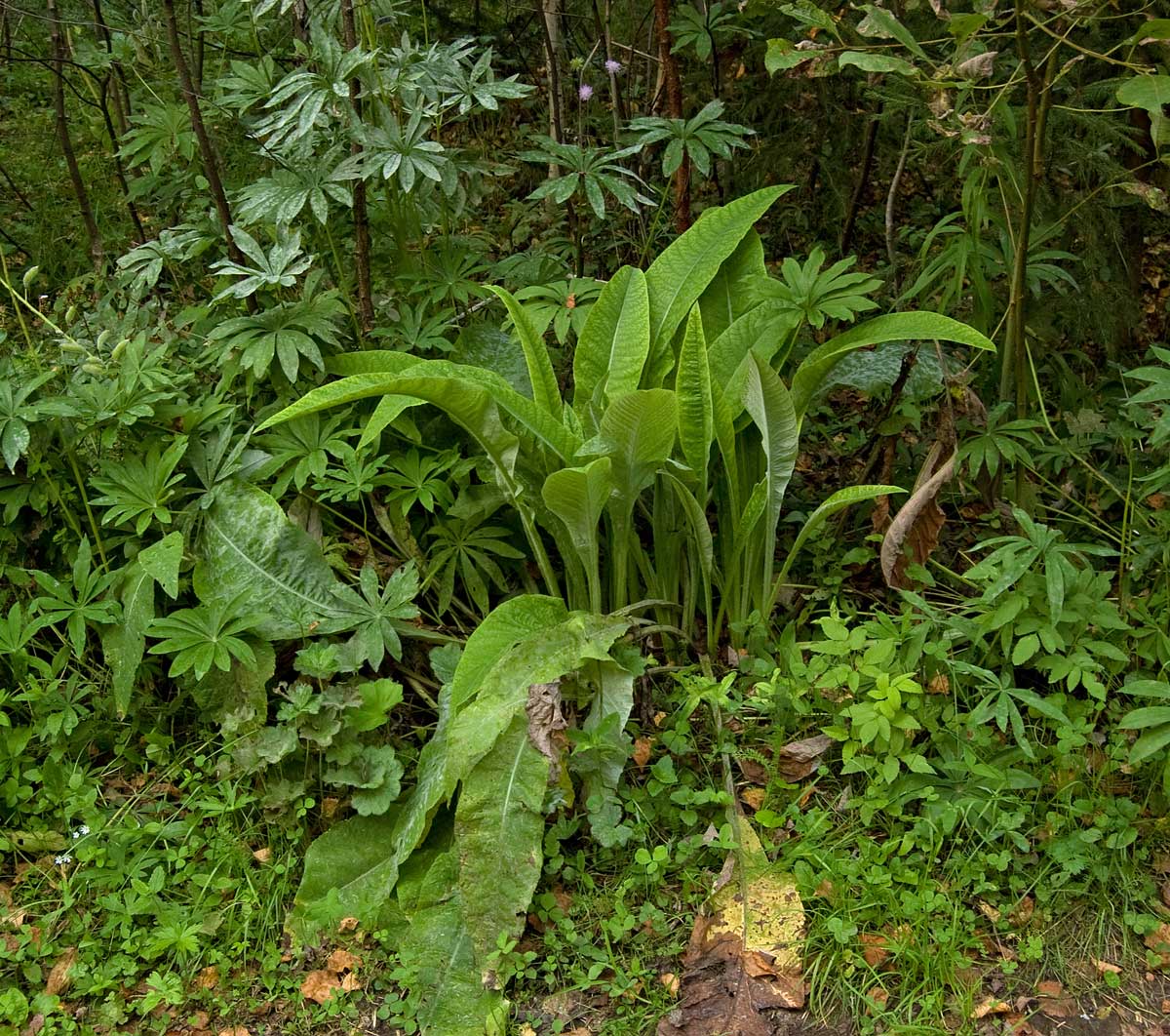 Изображение особи Cirsium heterophyllum.