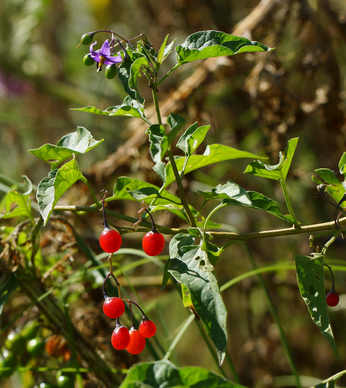 Image of Solanum dulcamara specimen.