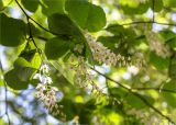 Styrax obassia. Верхушка веточки с соцветиями. Грузия, Аджария, с. Мцване-Концхи, Батумский бот. сад, в культуре. 09.05.2017.