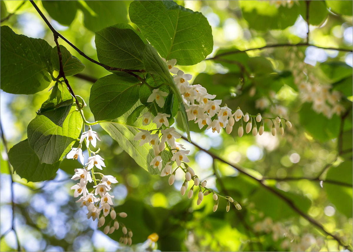 Изображение особи Styrax obassia.