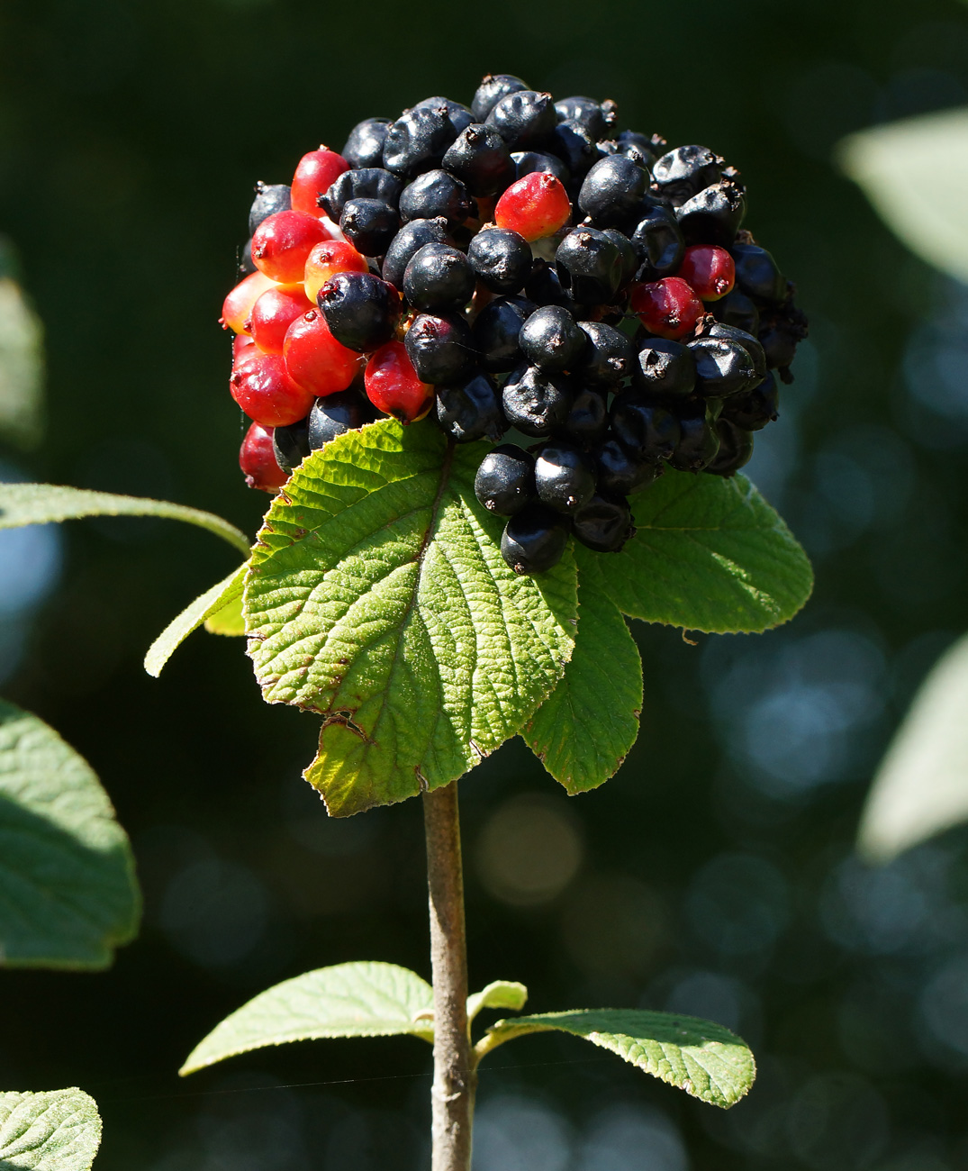 Image of Viburnum lantana specimen.