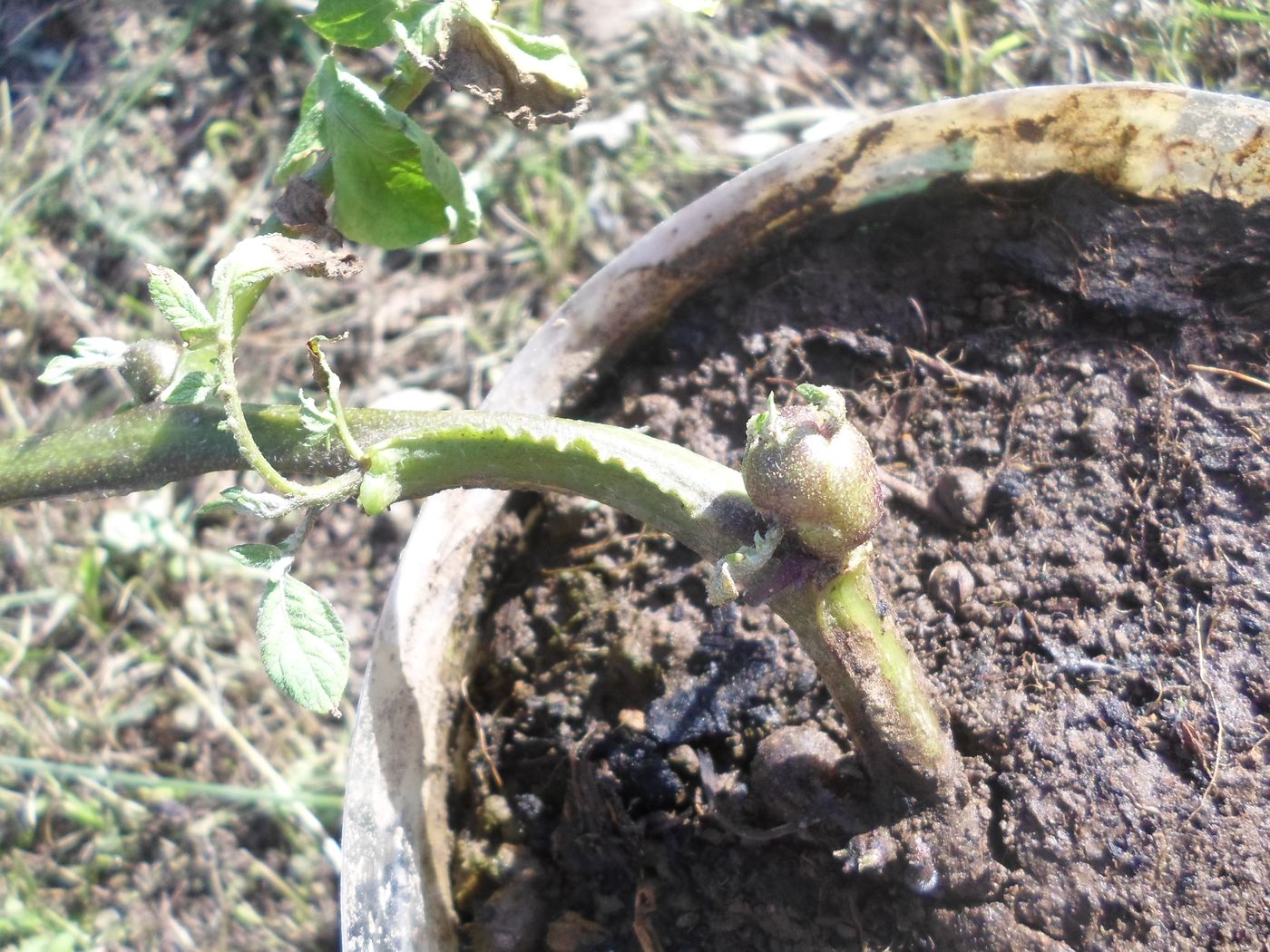 Image of Solanum tuberosum specimen.