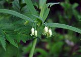 Polygonatum verticillatum