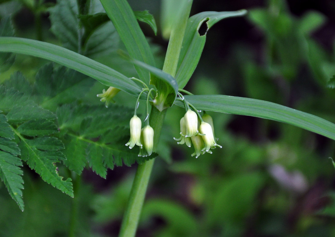 Image of Polygonatum verticillatum specimen.