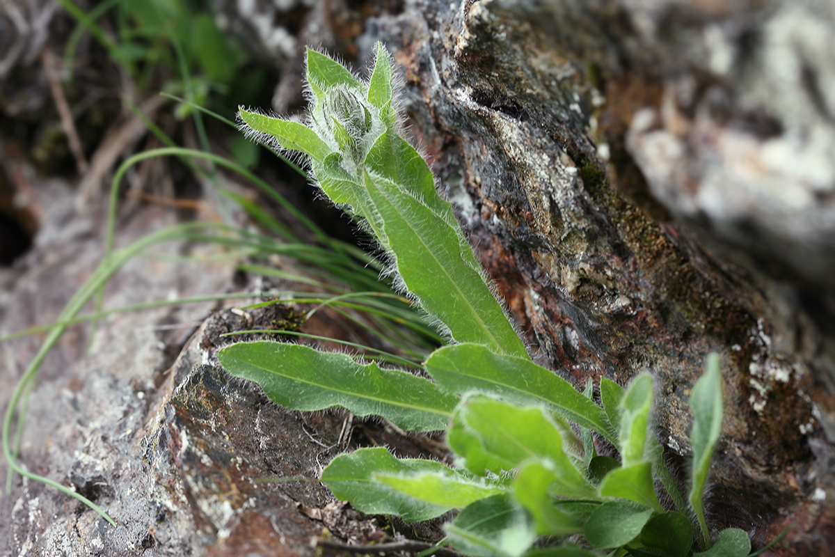 Image of Hieracium villosum specimen.