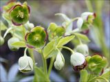 Helleborus foetidus