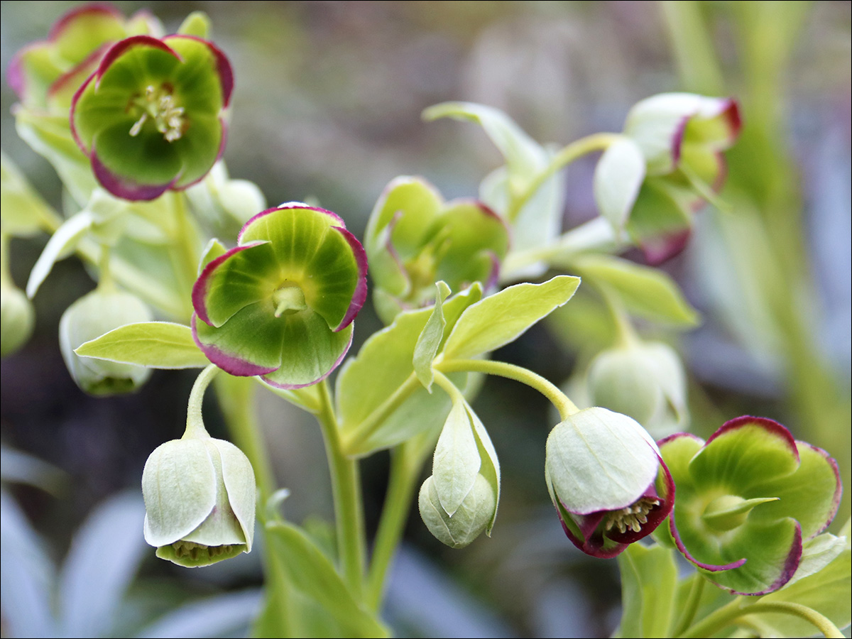 Изображение особи Helleborus foetidus.