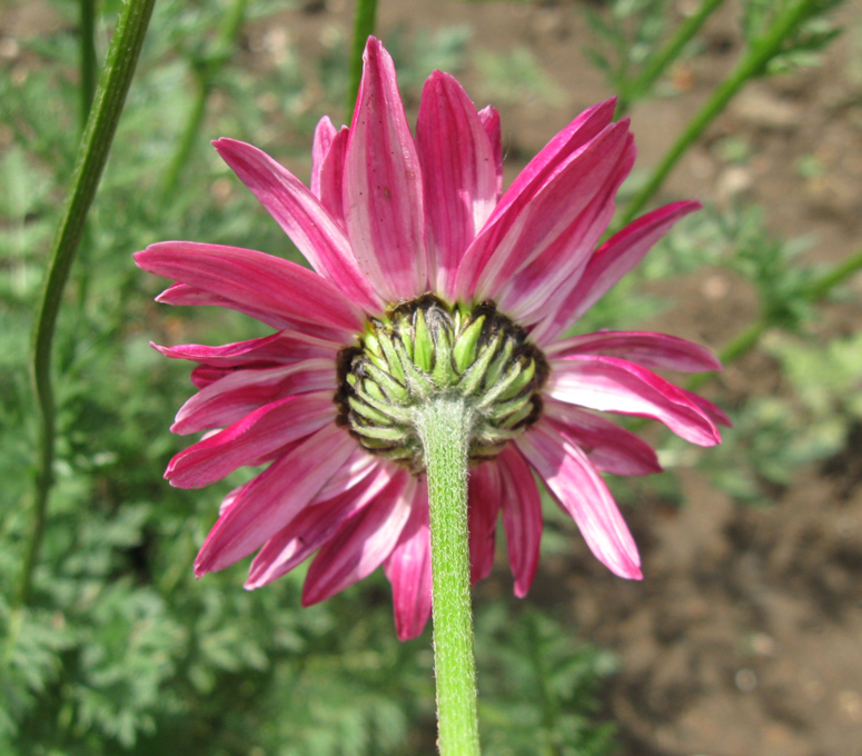 Image of Pyrethrum coccineum specimen.