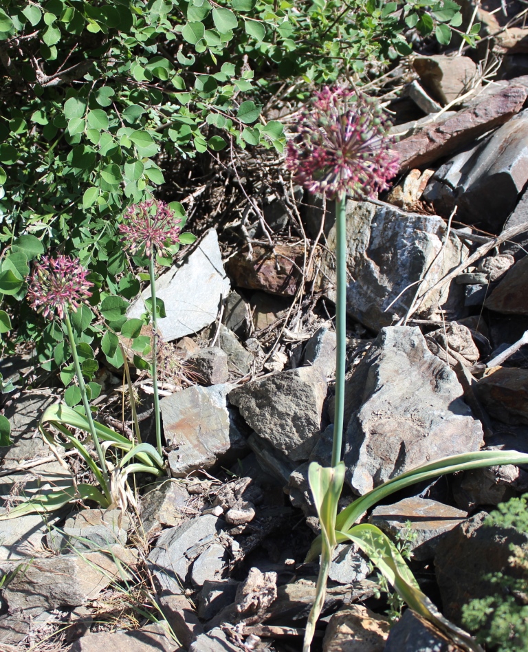 Image of Allium taeniopetalum specimen.