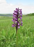 Anacamptis morio подвид caucasica. Верхушка цветущего растения. Краснодарский край, Абинский р-н, юж. окр. ст. Холмская, обширный луг (старая залежь?). 24.04.2018.