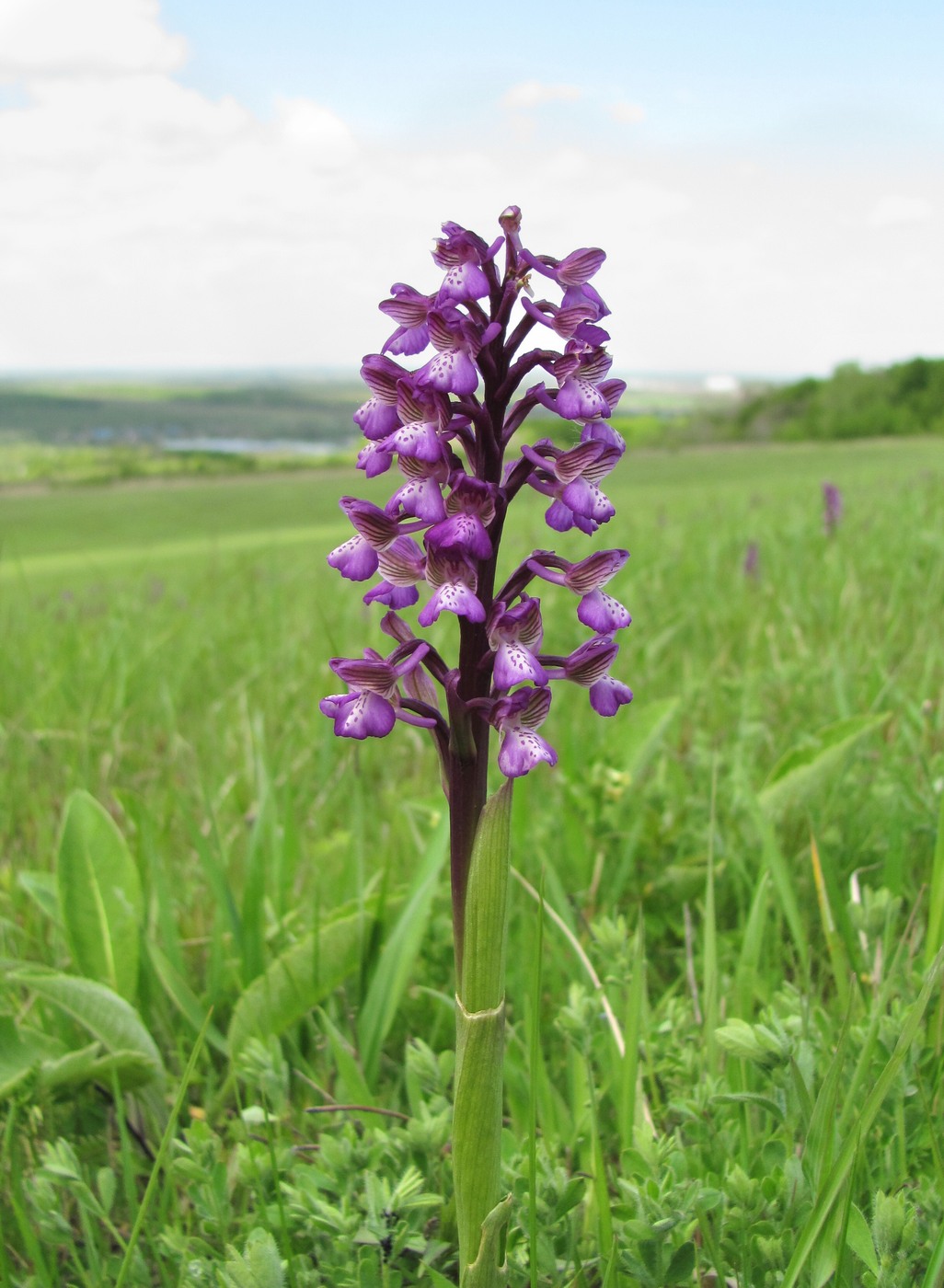 Изображение особи Anacamptis morio ssp. caucasica.