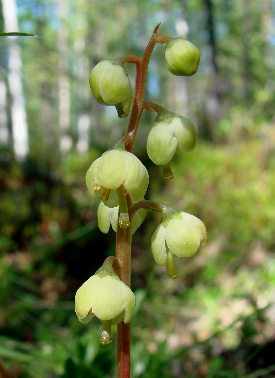 Изображение особи Pyrola chlorantha.