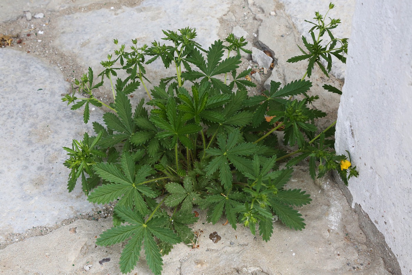 Изображение особи Potentilla goldbachii.