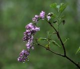 Syringa vulgaris. Ветвь с соцветиями с каплями дождя. Московская обл., Раменский р-н, окр. дер. Хрипань, садовый участок. 20.05.2018.