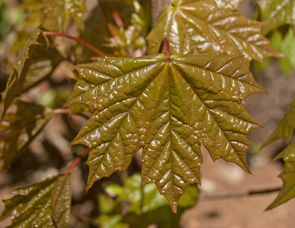 Изображение особи Acer platanoides.