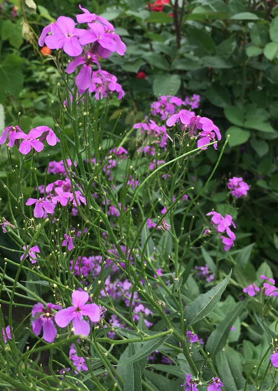 Image of Hesperis matronalis specimen.