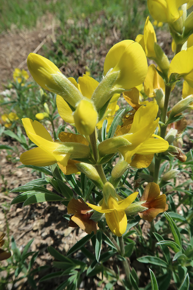 Image of Thermopsis lanceolata specimen.