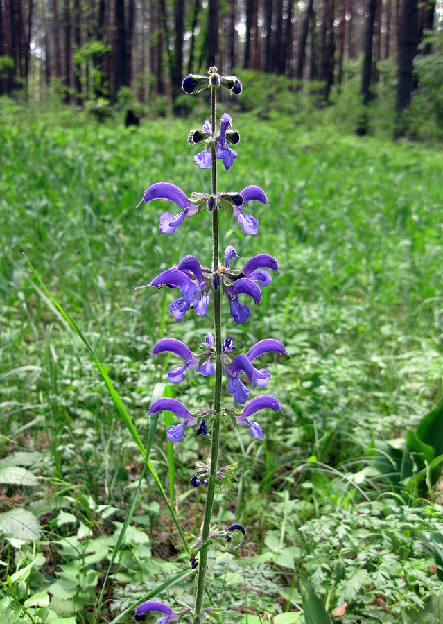 Изображение особи Salvia pratensis.