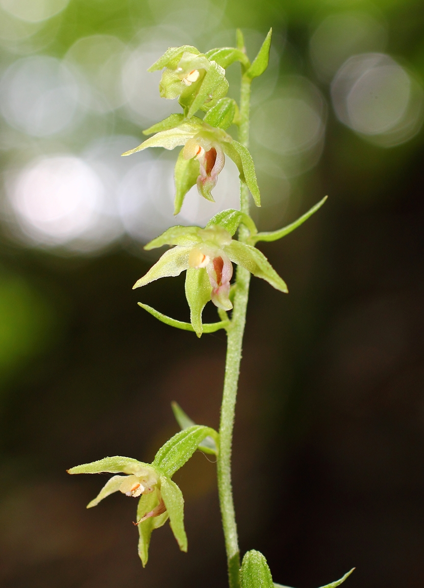 Image of Epipactis muelleri specimen.