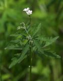 Geranium asiaticum