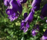 Aconitum × stoerkianum