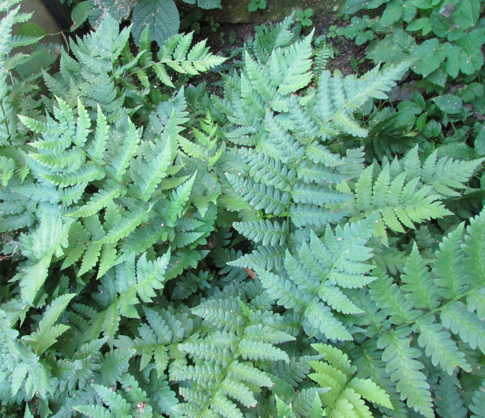 Image of Dryopteris clintoniana specimen.