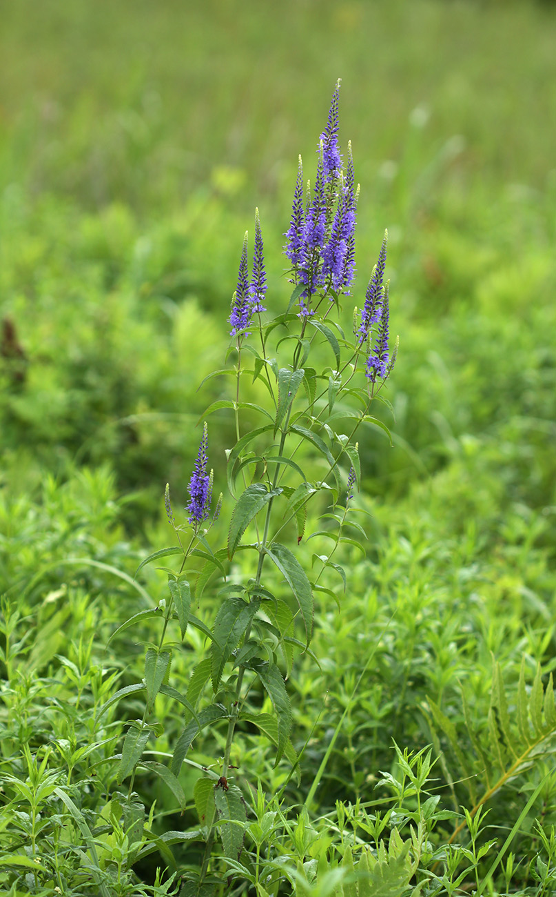 Изображение особи Veronica longifolia.