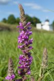 Lythrum salicaria