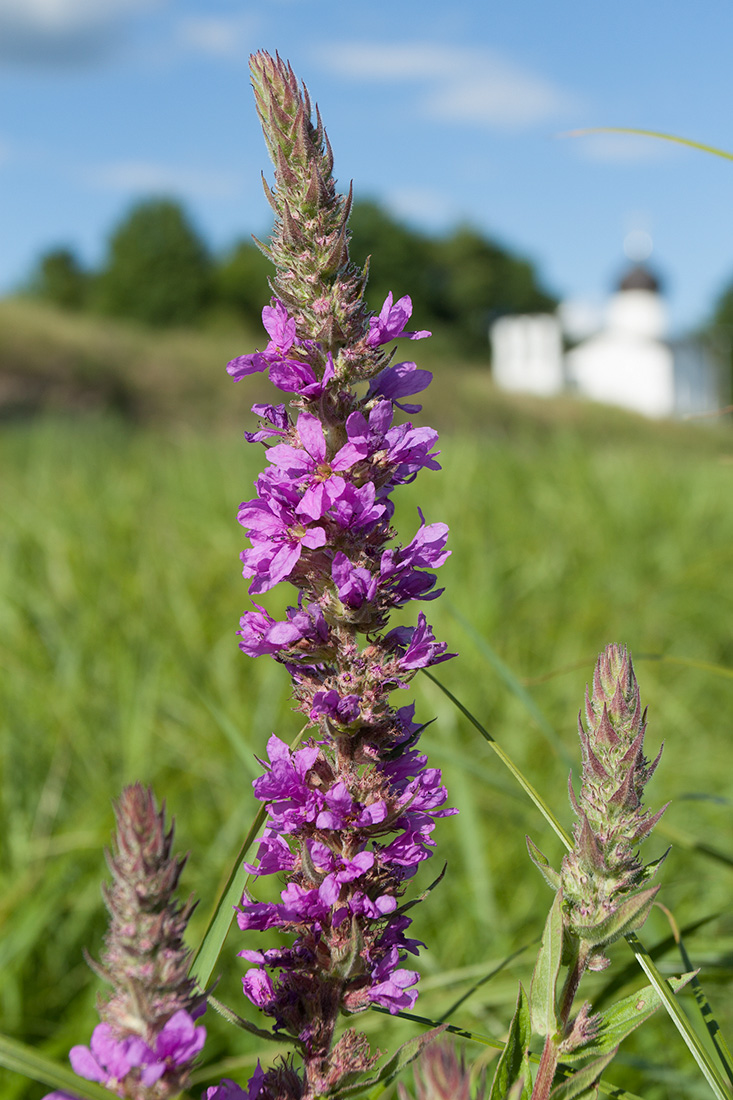 Изображение особи Lythrum salicaria.