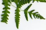 Gymnocarpium dryopteris