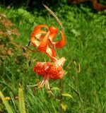 Lilium lancifolium