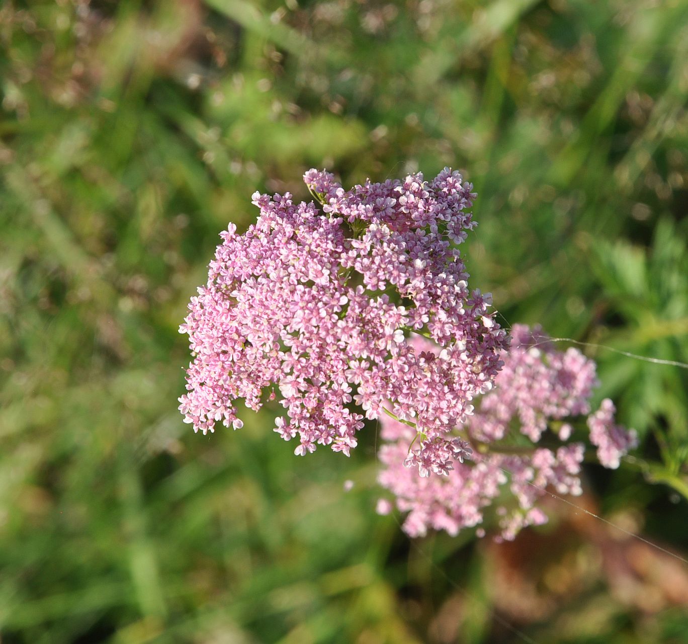 Изображение особи Pimpinella rhodantha.