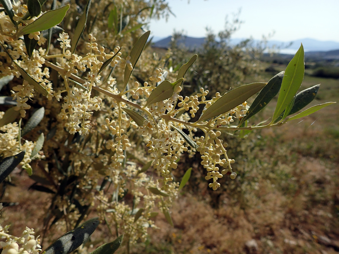 Image of Olea europaea specimen.