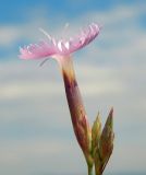 Dianthus