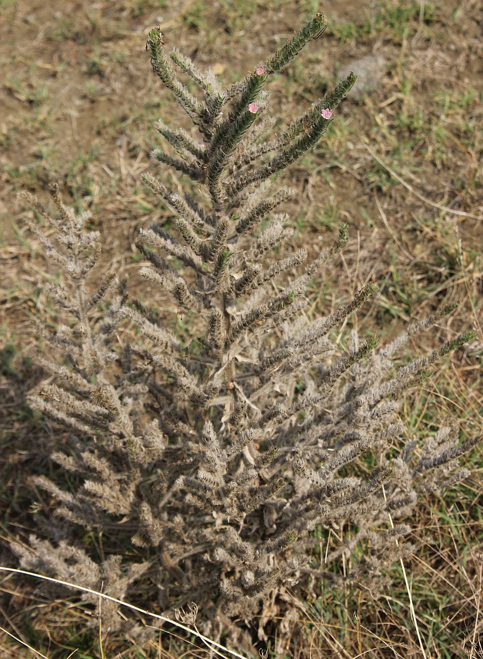 Image of Echium biebersteinii specimen.