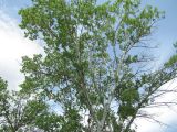 Populus alba. Крона взрослого дерева. Дагестан, Кумторкалинский р-н, окраина бархана Сарыкум. 06.05.2018.
